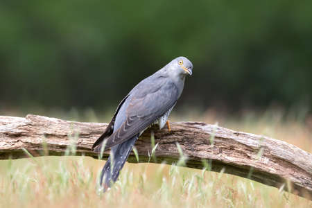 Close up of a Common Cuckoo perched on a tree, UK.