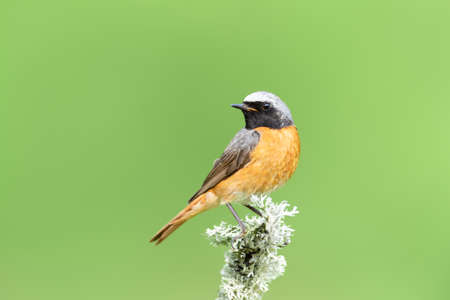 Close up of a Common Redstart on a mossy perch against green background, UK.