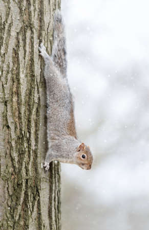 Close up of a grey squirrel on a tree trunk in winter, UK.