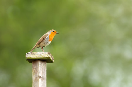 Close up of a European Robin (Erithacus rubecula) perched on a post against clear background, United...