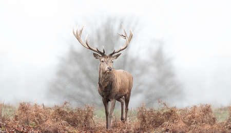 Close up of a Red deer stag in the falling snow, UK.
