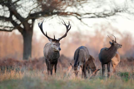 Close up of a red deer standing in a field of grass in autumn, UK.