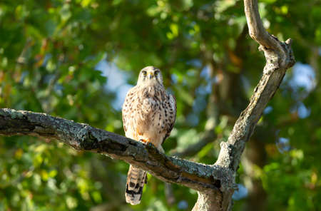 Close up of a common kestrel perched on a tree branch, United Kingdom.の写真素材