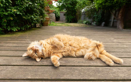 Close up of a relaxed ginger cat lying on back on a wooden decking in the garden.の写真素材