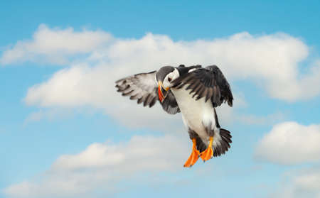 Close up of Atlantic puffin in flight in summer, UK.の写真素材