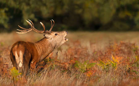 Portrait of a red deer stag calling during rutting season in autumn, UK.の写真素材