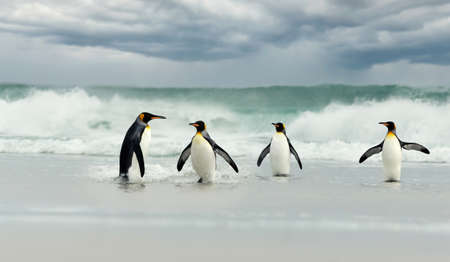 Group of King penguins (Aptenodytes patagonicus) on the coasts of the Falkland Islands.の写真素材