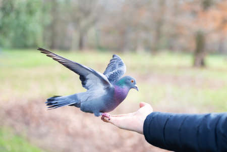 Close up of a Feral pigeon feeding from a hand in a park, UK.の写真素材