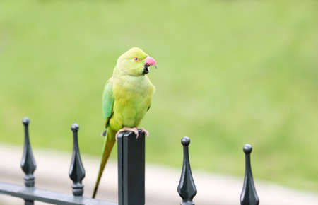Close-up of a Ring-necked Parakeet perched on a metal fence in a park, UK.
