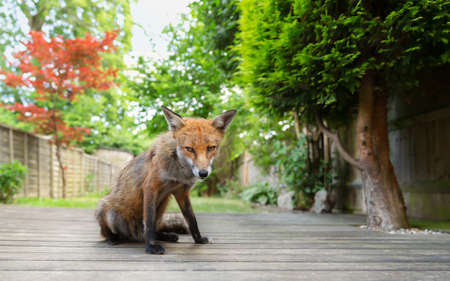 Close up of a red fox (Vulpes vulpes) sitting on a wooden patio decking in a garden, UK.