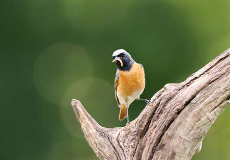 Close up of a Common Redstart with a worm in a beak perched on a tree branch, UK.