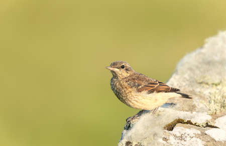 Close up of a juvenile Northern wheatear (Oenanthe oenanthe) perched on a rock against green background, UK.の写真素材