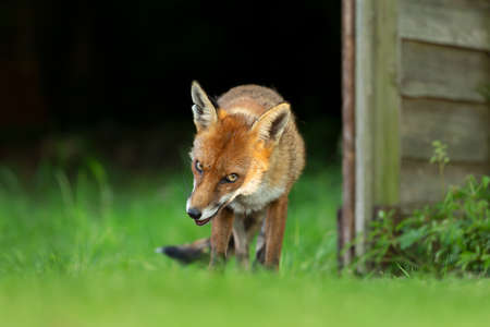Close up of a Red fox (Vulpes vulpes) in grass against dark background, England, UK.の写真素材