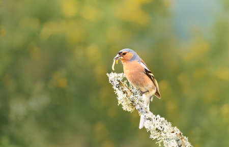 Close up of a common chaffinch (Fringilla coelebs) with a worm in a beak, UK.の写真素材