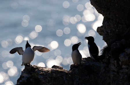 Silhouette of perched Razorbills on a cliff against bokeh background, Bempton, UK.の写真素材