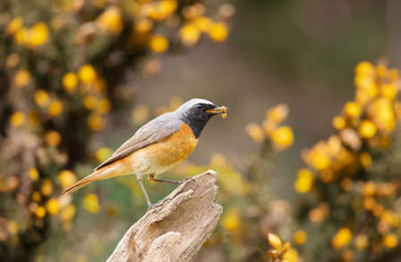 Close up of a Common Redstart perched on a tree branch against clear green background, UK.の写真素材