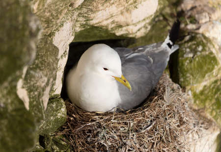 Close up of a Kittiwake (Rissa tridactyla) nesting on a cliff edge, UK.の写真素材