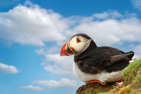 Close up of Atlantic puffin against blue sky, Scotland, UK.