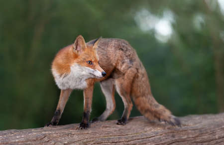 Close up of a Red fox (Vulpes vulpes) on a tree in a forest, UK.