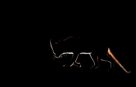 Silhouette of a red fox (vulpes vulpes) at sunset, UK.の写真素材