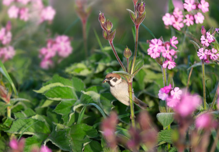 Close up of Eurasian tree sparrow perched on pink campion flowers, UK.の写真素材