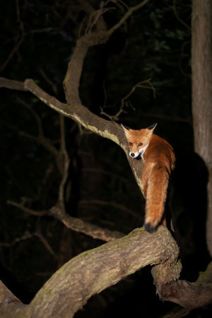 Close up of a Red fox (Vulpes vulpes) standing on a fallen tree at night, UK.の写真素材