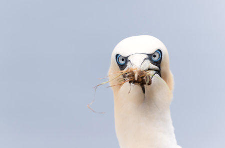 Close up of a Northern gannet (Morus bassana) with nesting material in the beak, Bempton cliffs, UK.の写真素材