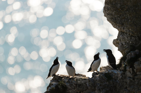 Silhouette of perched Razorbills on a cliff against bokeh background, Bempton, UK.の写真素材