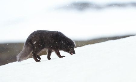 Close up of an Arctic fox walking in snow on the coasts of Iceland.