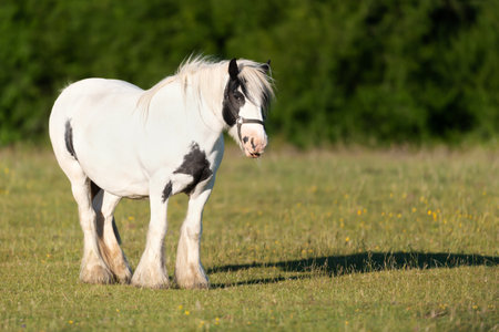 A white horse standing on green grass in summer, UK.の写真素材