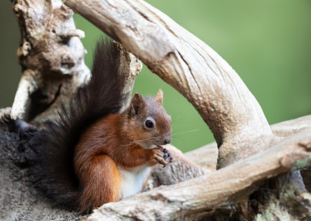 Close up of a Red squirrel (Sciurus Vulgaris) sitting on a tree trunk, UK.の写真素材