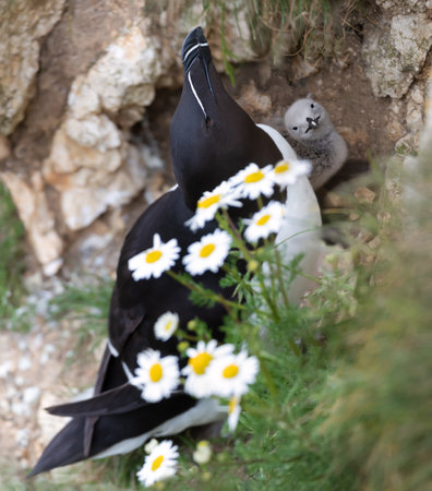 Close up of a Razorbill with a cute chick perched on a cliff with daisies, Bempton, UK.の写真素材