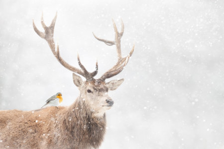 Portrait of a Red deer stag with a robin in winter, UK.の写真素材
