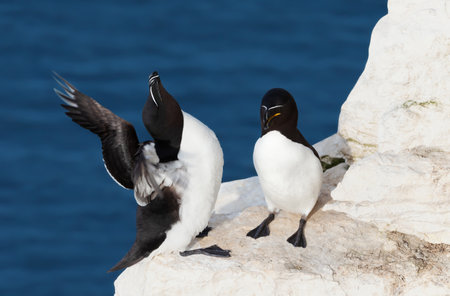 Close up of two Razorbills perched on an edge of a cliff, UK.の写真素材