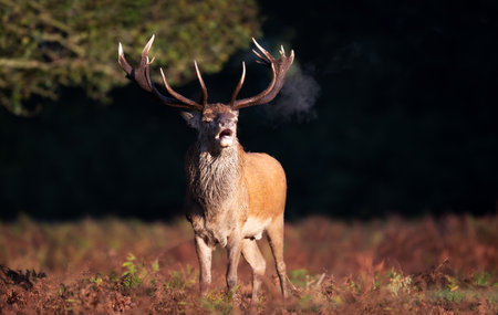 Red deer stag calling during the rut in autumn, UK.の写真素材