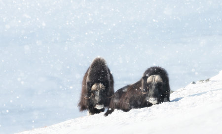 Musk Oxen in Dovrefjell mountains in the falling snow in winter, Norway.の写真素材