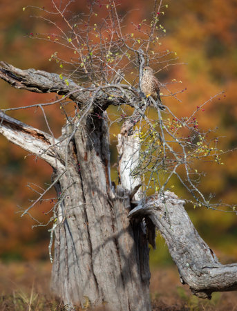 Common kestrel perched in a tree in autumn, England.