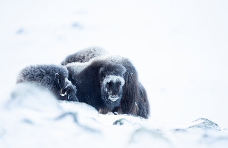 Baby musk ox in Dovrefjell mountains in winter, Norway.の写真素材