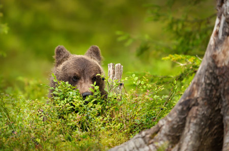 Close up of a cute Eurasian Brown bear cub peaking from behind blueberry plants, Finland.の写真素材