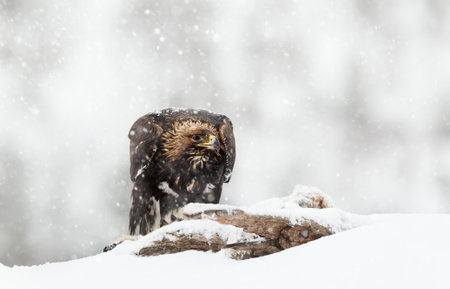 Golden Eagle (Aquila chrysaetos) in the falling snow in winter, Norway.の写真素材