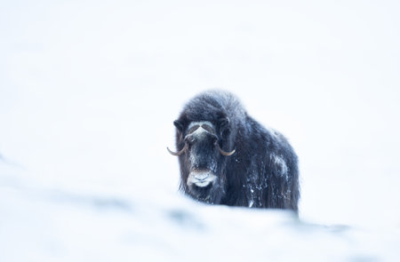Close up of a Musk Ox in Dovrefjell mountains in winter, Norway.の写真素材
