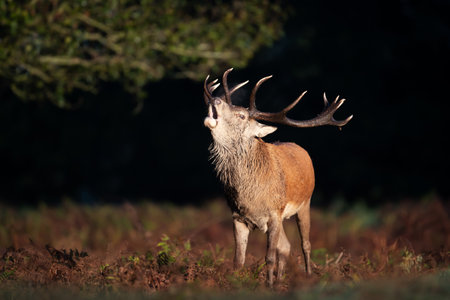 Red deer calling during the rut in autumn, UK.の写真素材