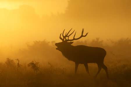 Silhouette of a Red Deer stag calling during rutting season at sunrise, UK.の写真素材