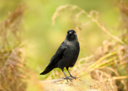Close-up of a Carrion crow perched on a log, UK.の写真素材