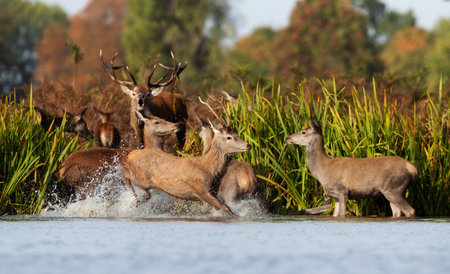 Red deer stag chasing young deer in water during rut, UK.の写真素材