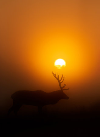 Close up of a Red Deer stag during rutting season at sunrise, UK.の写真素材