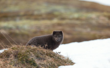 Close up of a blue morph Arctic fox in winter, Iceland.