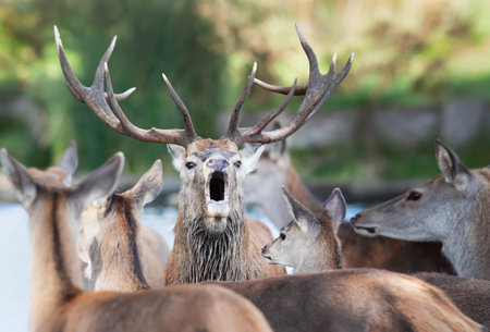 Red deer stag calling during the rut in autumn, UK.の写真素材