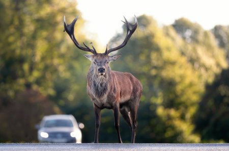 Close-up of a Red deer stag crossing road, UK.