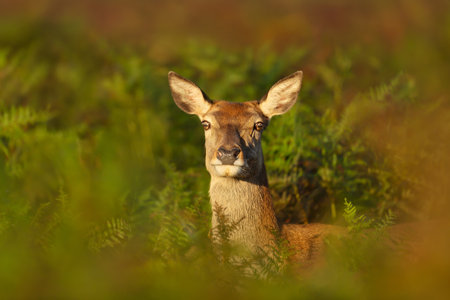 Close up of a red deer hind in bracken, UK.の写真素材